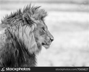 Side profile of a Lion in black and white in the Kruger National Park, South Africa.