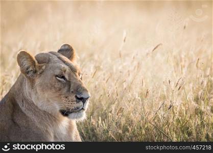 Side profile of a Lion in the Chobe National Park, Botswana.
