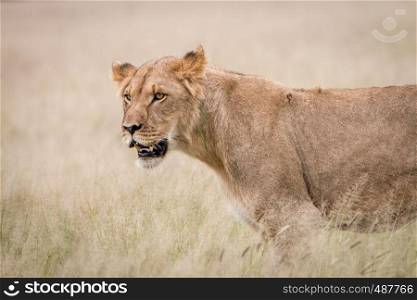 Side profile of a Lion in the high grass in the Central Kalahari, Botswana.