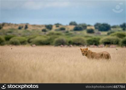 Side profile of a Lion in the high grass in the Central Kalahari, Botswana.