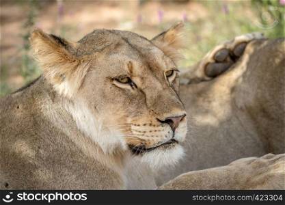 Side profile of a Lion in the Kalagadi Transfrontier Park, South Africa.