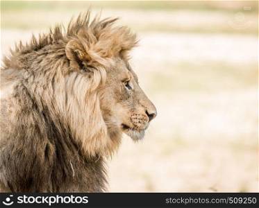 Side profile of a Lion in the Kruger National Park, South Africa.