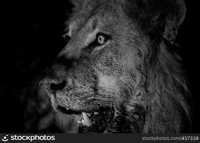 Side profile of a Male lion in black and white in the Kruger National Park, South Africa.