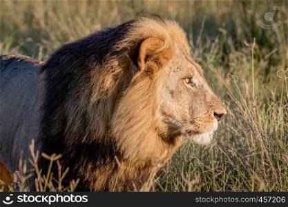 Side profile of a male Lion in the Chobe National Park, Botswana.