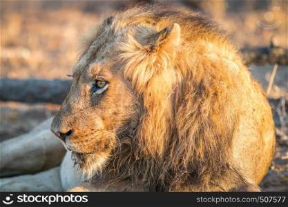 Side profile of a male Lion in the Kruger National Park, South Africa.