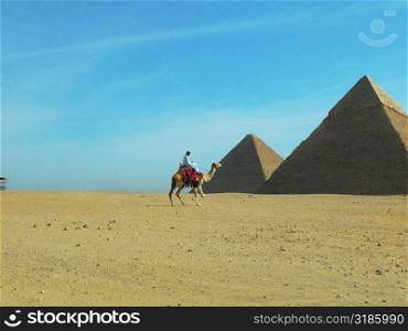 Side profile of a man on a camel in front of pyramids, Giza Pyramids, Giza, Cairo, Egypt