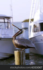 Side profile of a pelican perching on a wooden post
