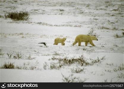 Side profile of a Polar bear (Ursus Maritimus) walking with its cub