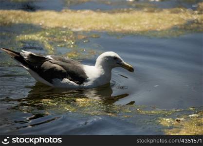 Side profile of a seagull in water