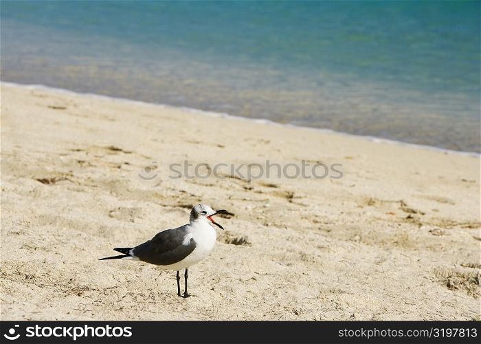 Side profile of a seagull on the beach