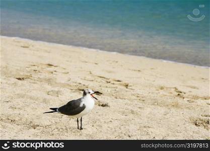 Side profile of a seagull on the beach