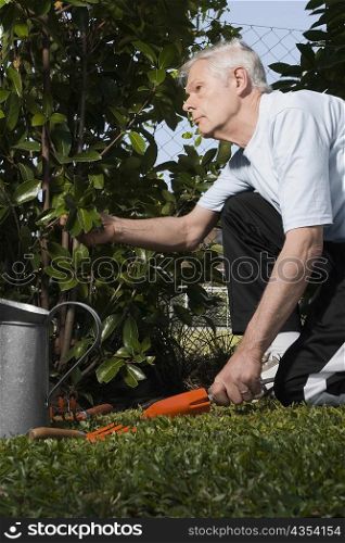 Side profile of a senior man gardening