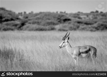 Side profile of a Springbok in long grass in black and white in the Central Khalahari, Botswana.