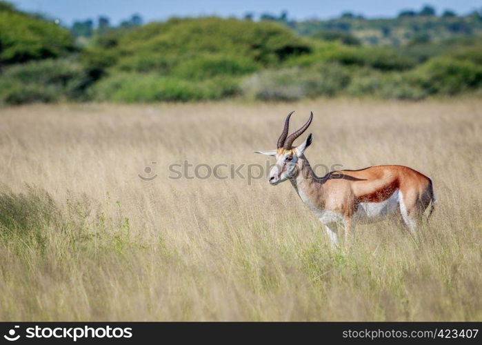 Side profile of a Springbok in long grass in the Central Khalahari, Botswana.