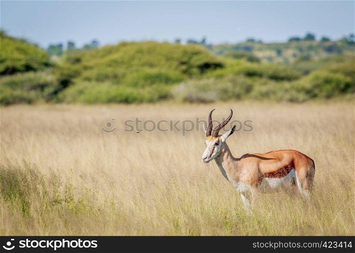 Side profile of a Springbok in long grass in the Central Khalahari, Botswana.