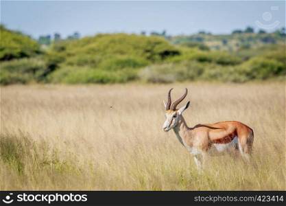 Side profile of a Springbok in long grass in the Central Khalahari, Botswana.