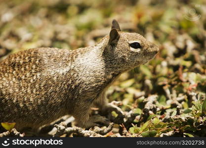 Side profile of a squirrel