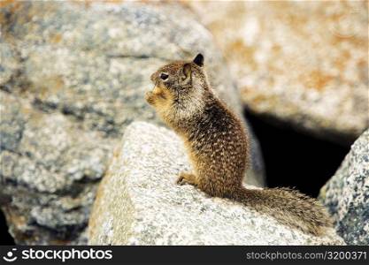 Side profile of a squirrel, California, USA