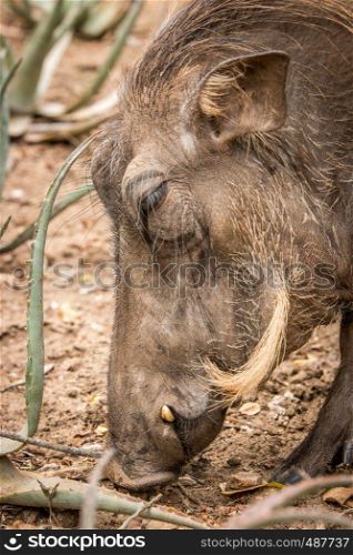 Side profile of a Warthog in the Kruger National Park, South Africa.