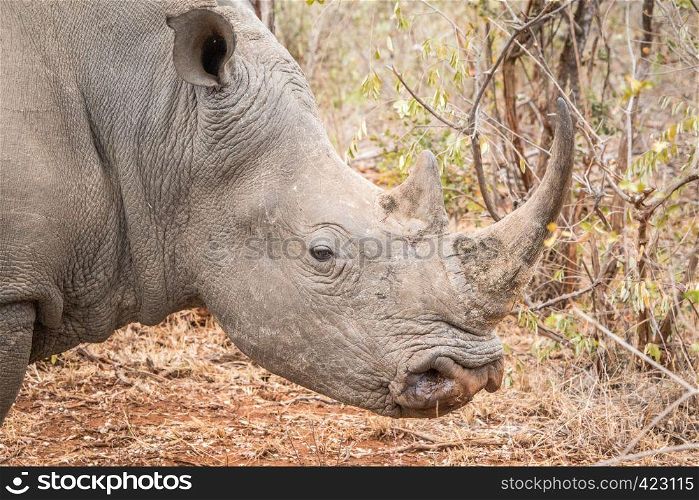 Side profile of a White rhino in the Kruger National Park, South Africa.