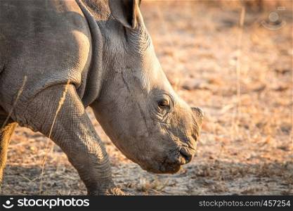Side profile of a White rhino in the Kruger National Park, South Africa.