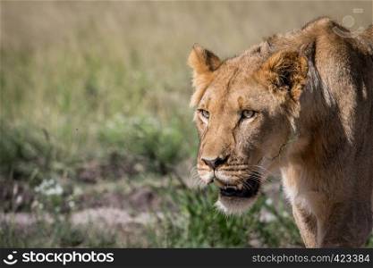 Side profile of a young male Lion in the Central Khalahari, Botswana.