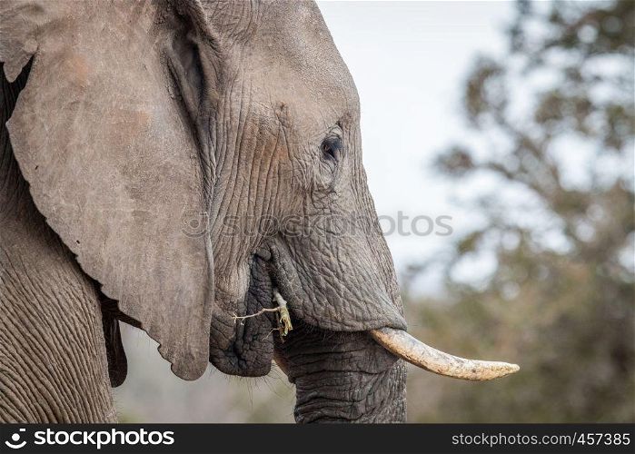 Side profile of an African elephant in the Welgevonden game reserve, South Africa.
