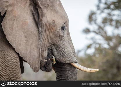 Side profile of an African elephant in the Welgevonden game reserve, South Africa.