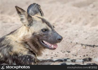 Side profile of an African wild dog laying in the sand in the Kruger National Park, South Africa.