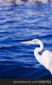 Side profile of an egret
