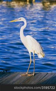 Side profile of an egret perching on wood