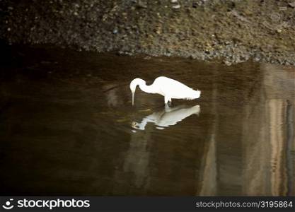 Side profile of an egret standing in water, California, USA