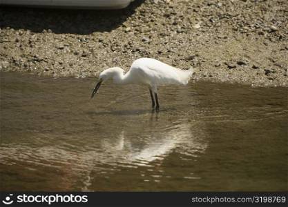 Side profile of an egret walking in water