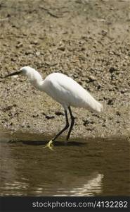 Side profile of an egret walking in water