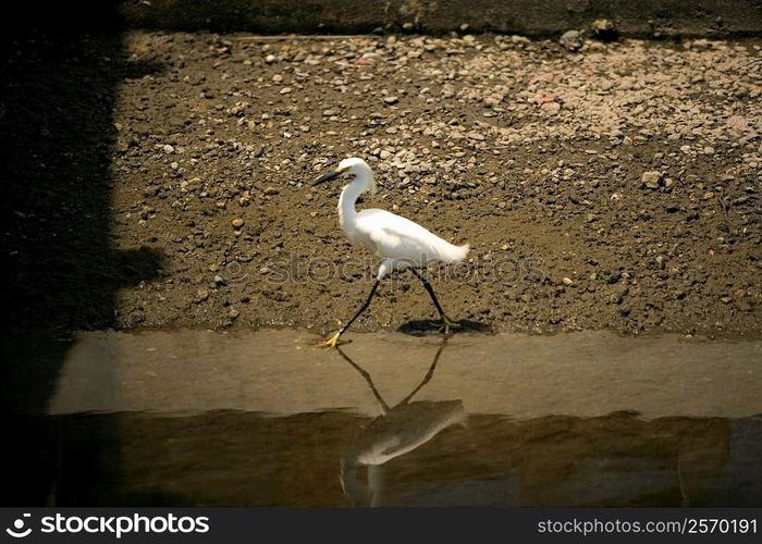 Side profile of an egret walking in water, California, USA