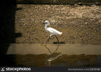 Side profile of an egret walking in water, California, USA