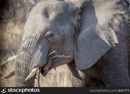 Side profile of an Elephant eating in the Kruger National Park, South Africa.