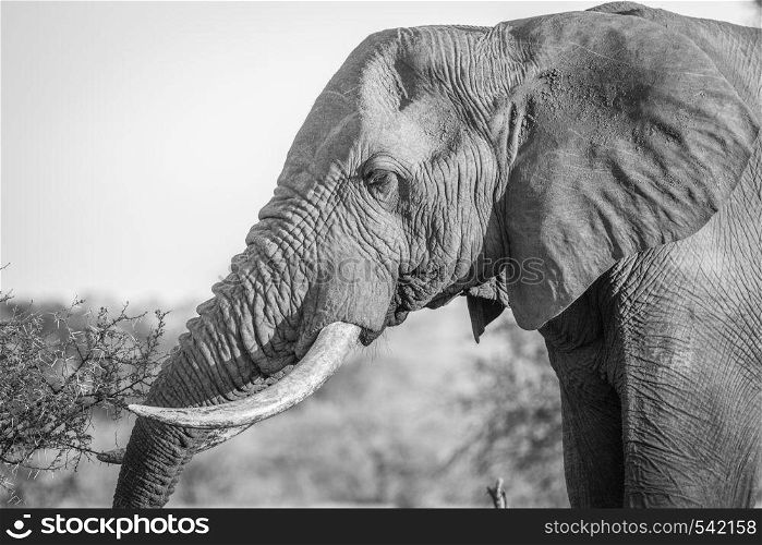 Side profile of an Elephant in black and white in the Kruger National Park, South Africa.