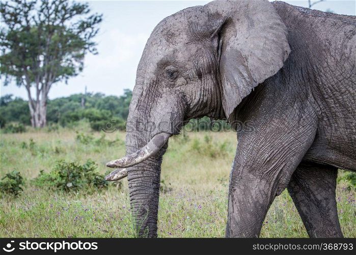 Side profile of an Elephant in the Chobe National Park, Botswana.