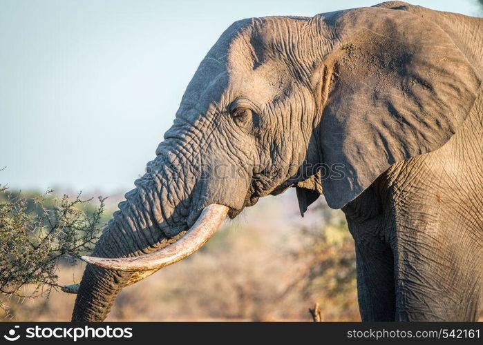 Side profile of an Elephant in the Kruger National Park, South Africa.