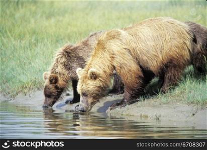 Side profile of two bears drinking water from a pond