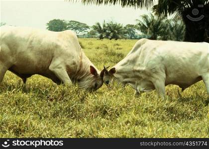 Side profile of two bulls fighting