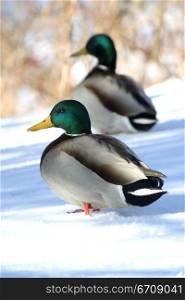 Side profile of two Mallard ducks