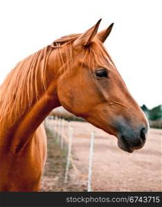 Side shot of a beautiful young warmblood horse. He is listening with his ears perked up. Beautiful chestnut color.