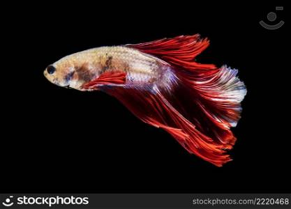 side view beautiful betta fish isolated black background