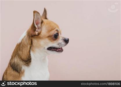 side view dog with mouth open looking away. Resolution and high quality beautiful photo. side view dog with mouth open looking away. High quality beautiful photo concept