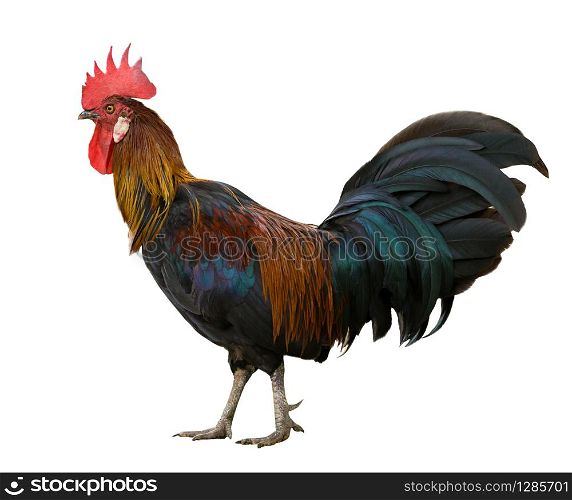 side view full body of red jungle fowl isolated white background