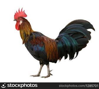 side view full body of red jungle fowl isolated white background