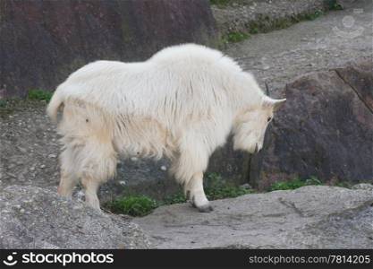 Side view of a female mountain goat