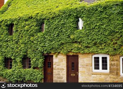 Side view of a house covered in green foliage, Broadway, England